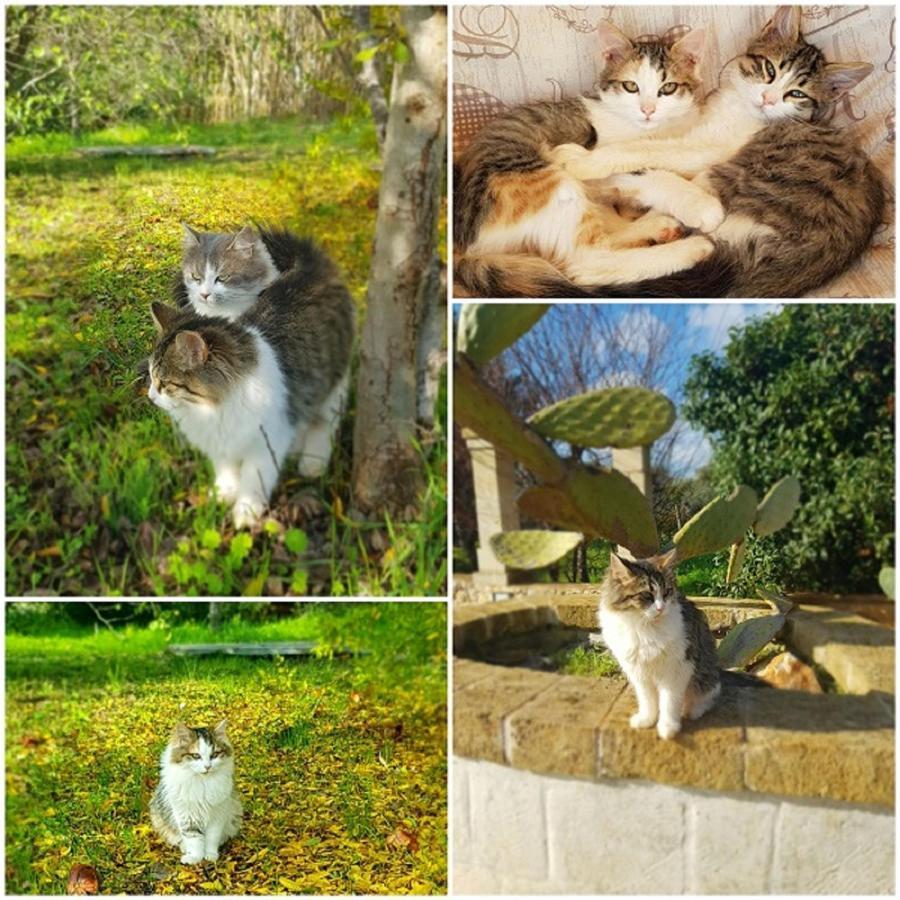 Trulli Aurasia Остуни Экстерьер фото