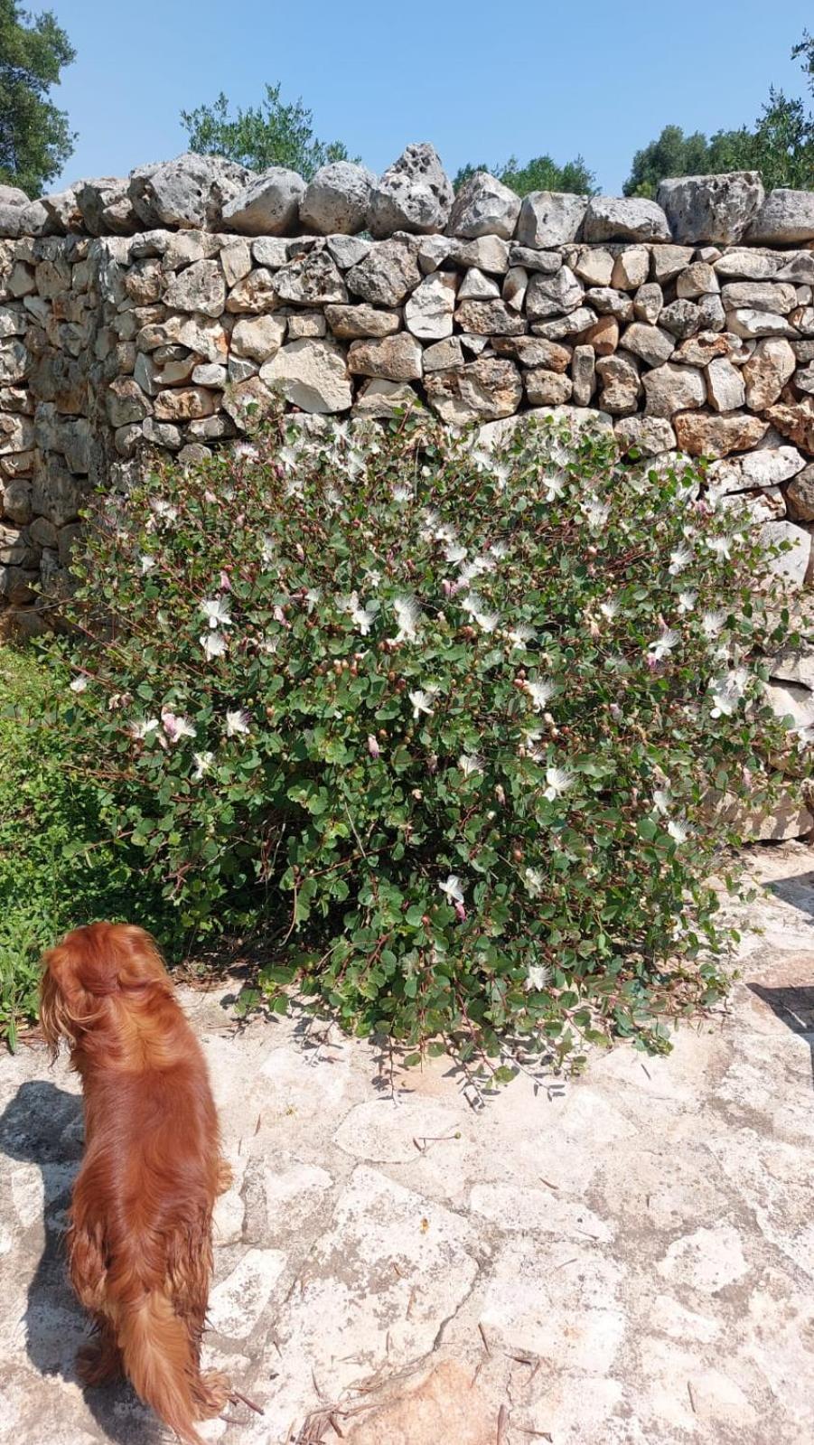 Trulli Aurasia Остуни Экстерьер фото